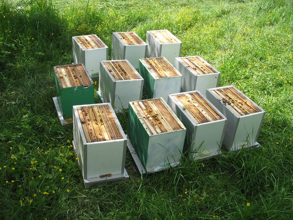 Odkłady pszczele 6 ramkowe