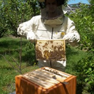 Jak prowadzić hodowlę pszczół?